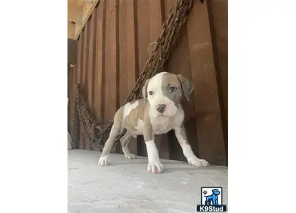 a american bully dog standing in a room